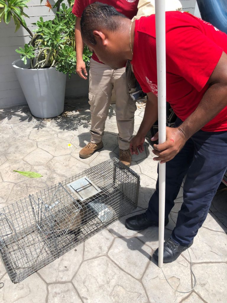 RESCATAN BOMBEROS DEL ESTADO A ZARIGÜEYA EN BAHÍA DE BANDERAS