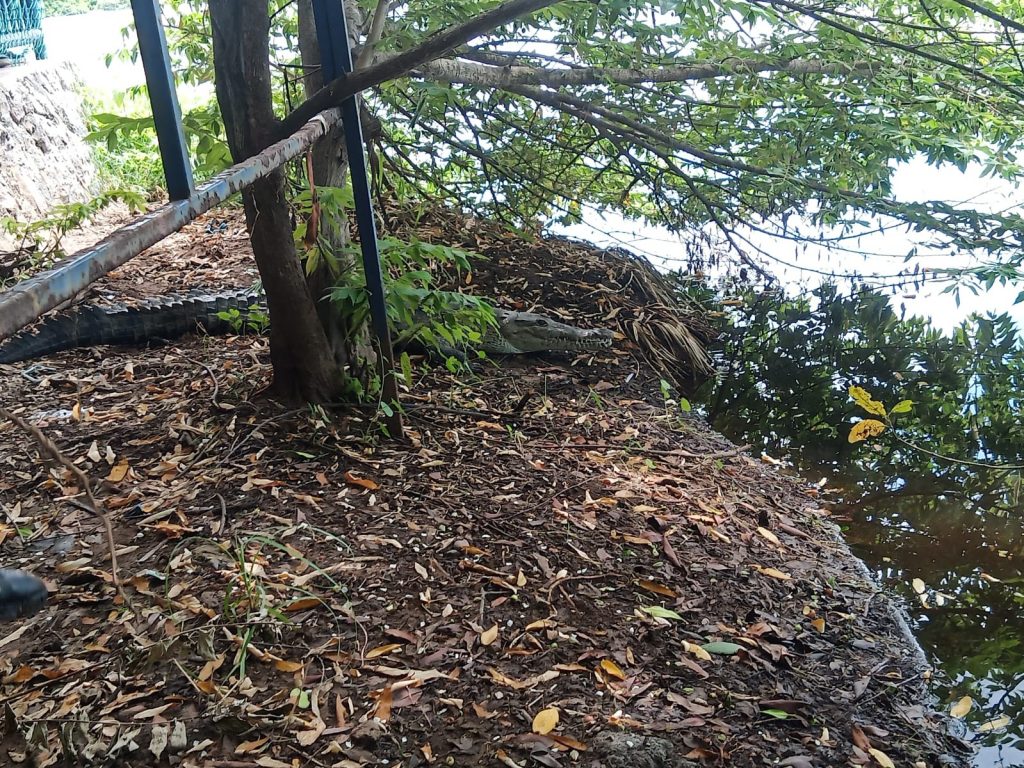 REUBICAN BOMBEROS DEL ESTADO A COCODRILO QUE ESTUVIERA EN EL ESTANQUE DE TILAPIA EN SAN BLAS