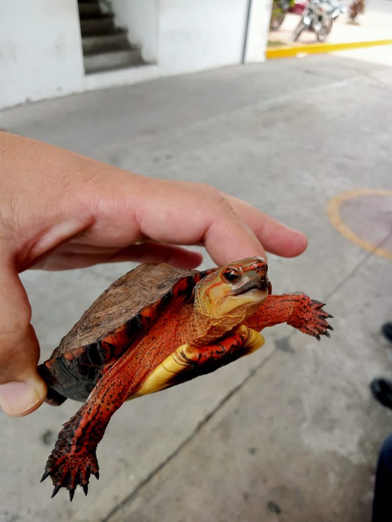 REUBICAN BOMBEROS DEL ESTADO A TORTUGA DRAGÓN