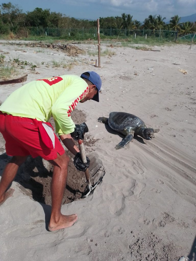 ATIENDEN BOMBEROS DEL ESTADO REPORTE DE UNA TORTUGA MUERTA EN PLAYA DE SAN BLAS