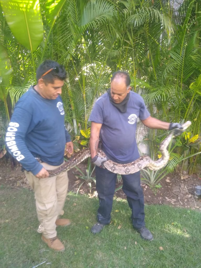 REUBICAN BOMBEROS DEL ESTADO A SERPIENTE QUE SE ENCONTRARA DENTRO DE UN DOMICILIO EN BAHÍA DE BANDERAS