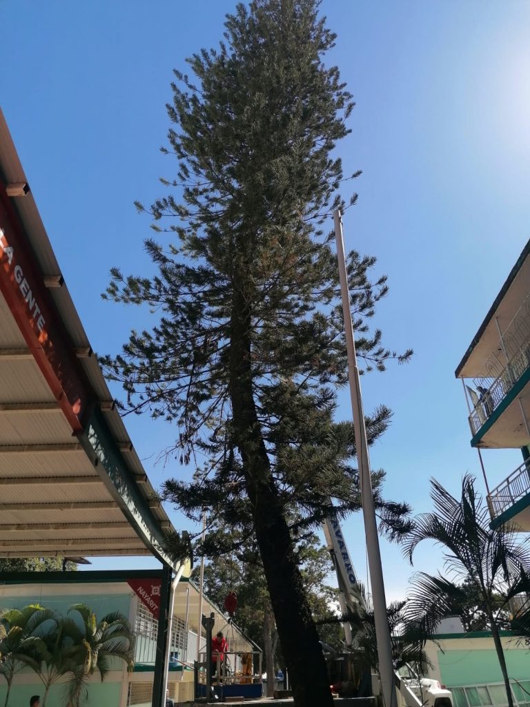 REALIZA GOBIERNO DEL ESTADO TALA PREVENTIVA DE PINO EN LA ESCUELA SECUNDARIA ETI #1 DE TEPIC