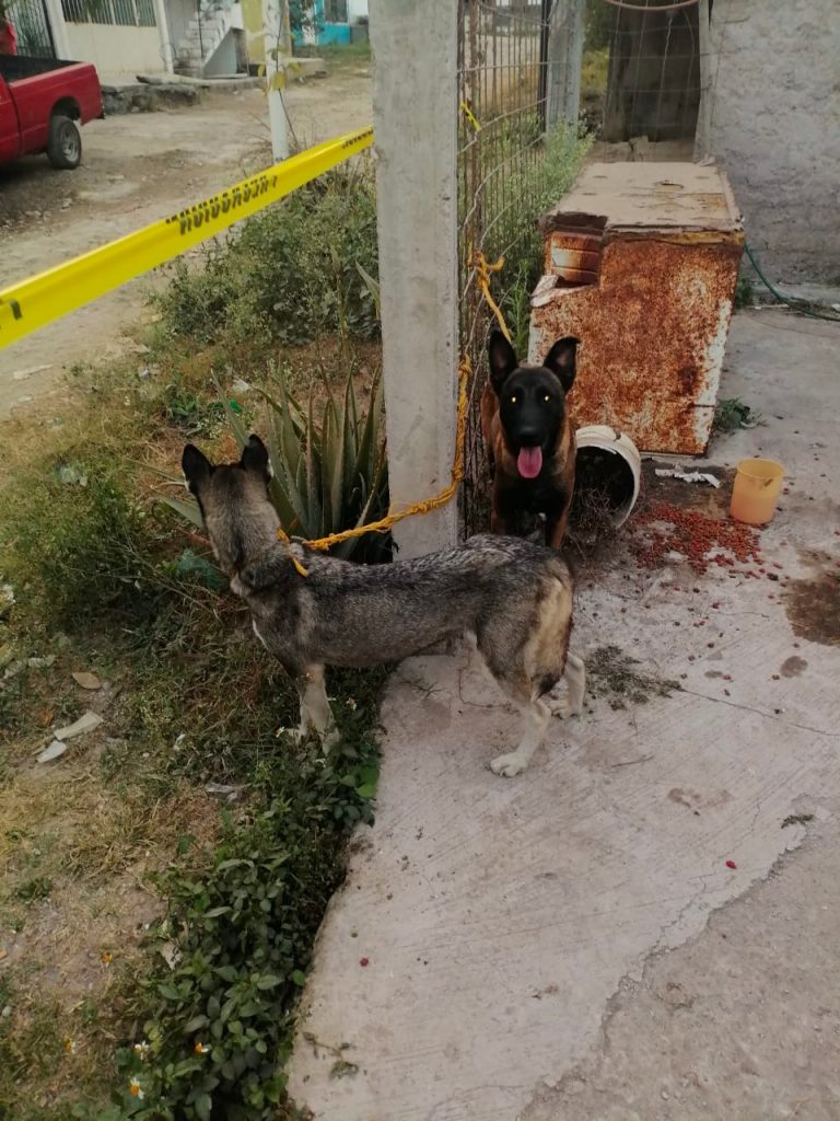 RESCATAN A TRES CANINOS QUE PRESENTABAN MALTRATO ANIMAL