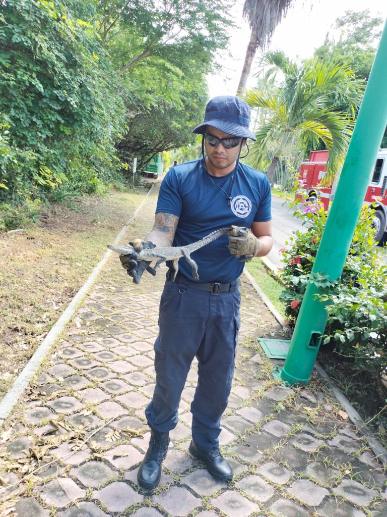REUBICAN BOMBEROS DE NAYARIT A UNA CRÍA DE COCODRILO QUE CORRÍA RIESGO DE SER ATROPELLADA EN UNA ZONA URBANA DEL MUNICIPIO DE BAHÍA DE BANDERAS