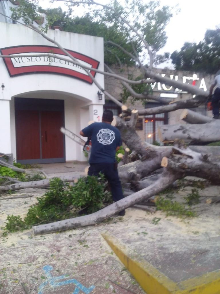 BOMBEROS DE NAYARIT RETIRAN UN ÁRBOL QUE CAYERA EN EL PARQUE LA LOMA DE TEPIC