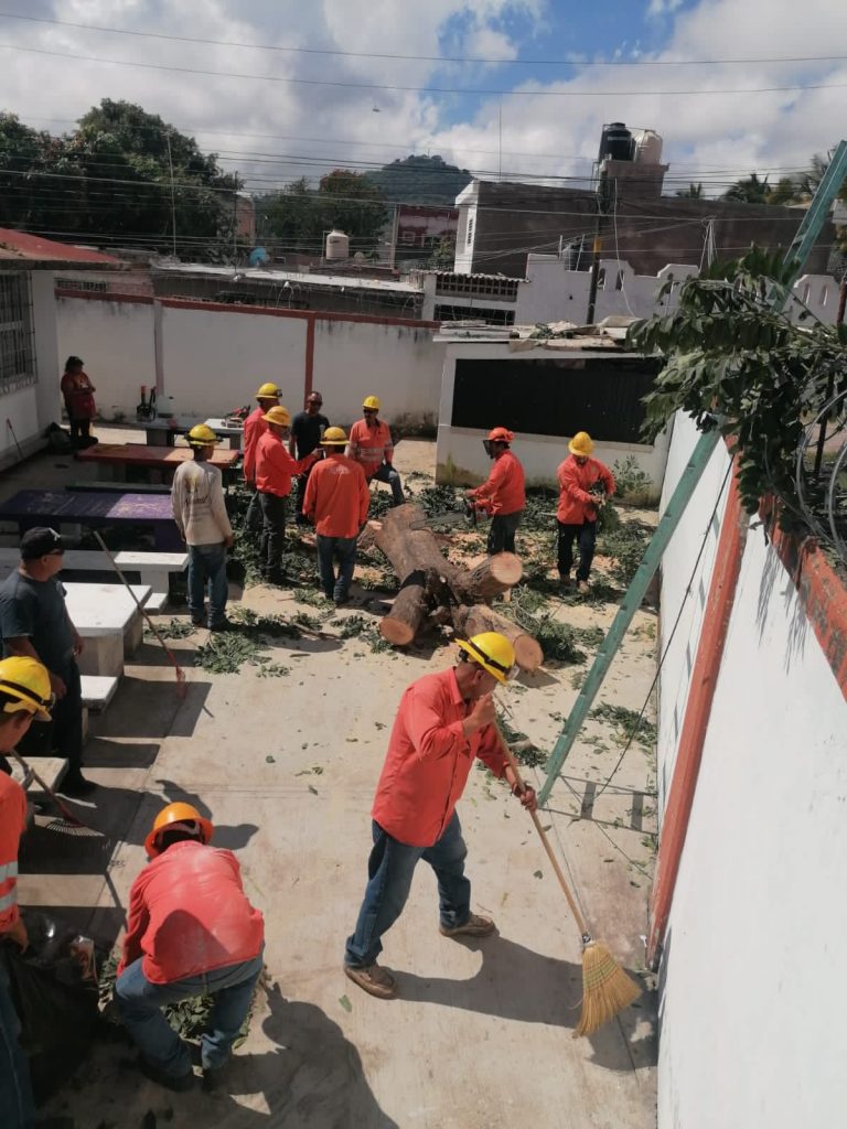 EL GOBIERNO DEL ESTADO DE NAYARIT REALIZA TALAS Y PODAS DE ÁRBOLES EN PLANTELES EDUCATIVOS DE LA CAPITAL NAYARITA