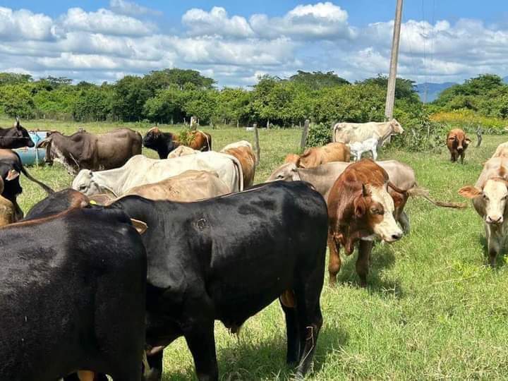 HIZO ENTREGA EL ALCALDE EDUARDO LUGO LÓPEZ DE CERTIFICADOS DE DOS TOROS EN VILLA HIDALGO, NAYARIT