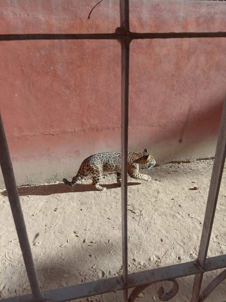 COORDINACIÓN INTERINSTITUCIONAL EN CAPTURA DE UN EJEMPLAR DE «JAGUAR PANTHERA ONCA» EN EL MUNICIPIO DE BAHÍA DE BANDERAS