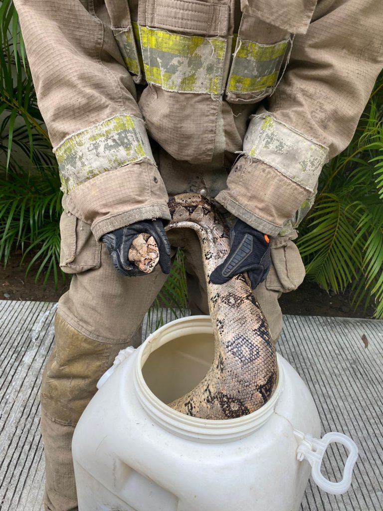 REUBICAN BOMBEROS DE NAYARIT A UNA SERPIENTE (BOA) EN EL MUNICIPIO DE BAHÍA DE BANDERAS