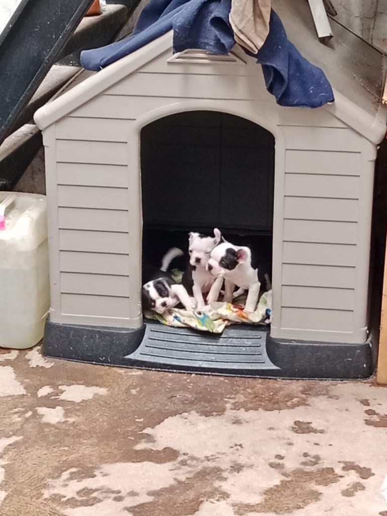 ATIENDE SSPC REPORTE CIUDADANO DE MALTRATO ANIMAL EN LA COLONIA RIVERA DE LA LAGUNA EN TEPIC