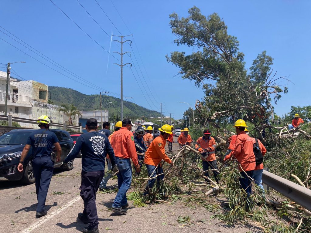 Gobierno de Nayarit retira árboles con riesgo de caer en el Libramiento Carretero de Tepic