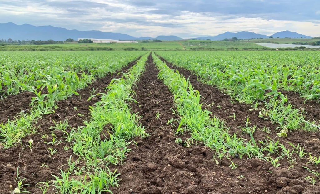 Reporta Nayarit incremento en exportaciones durante 2025