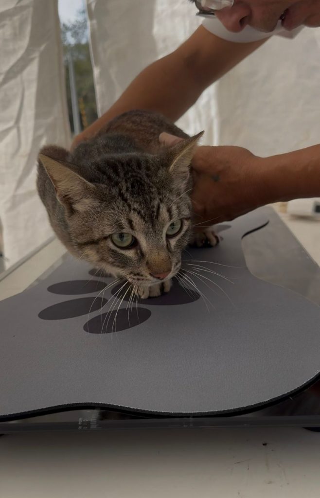 Impulsa Gobierno de Bahía de Banderas jornada gratuita de esterilización en Palmaritos