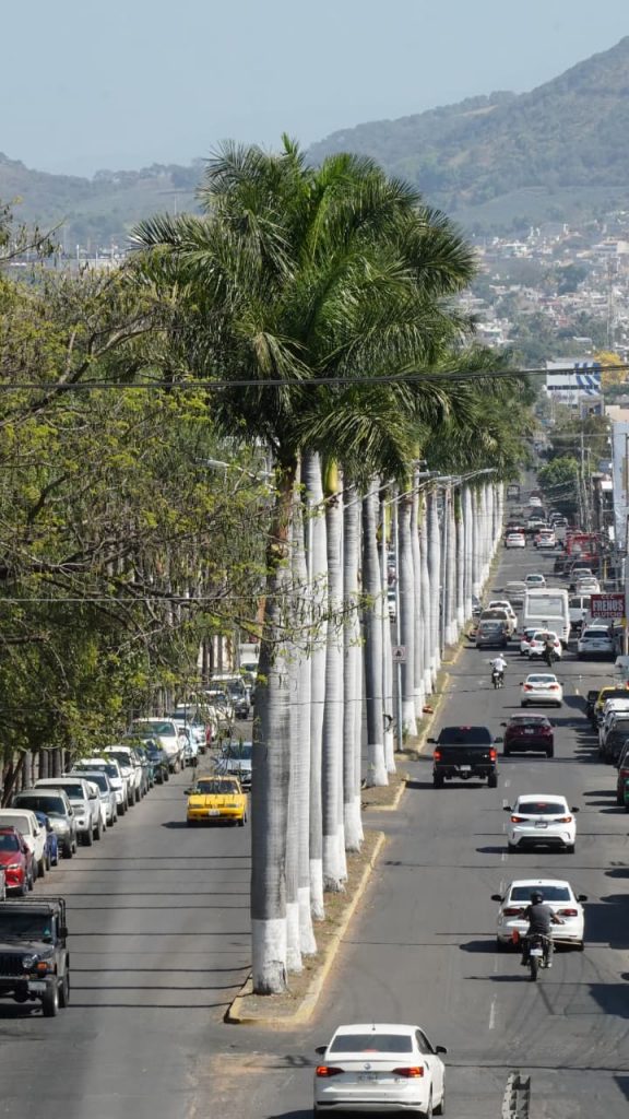 Inicia Gobierno de Nayarit análisis técnico de palmas en avenida Jacarandas