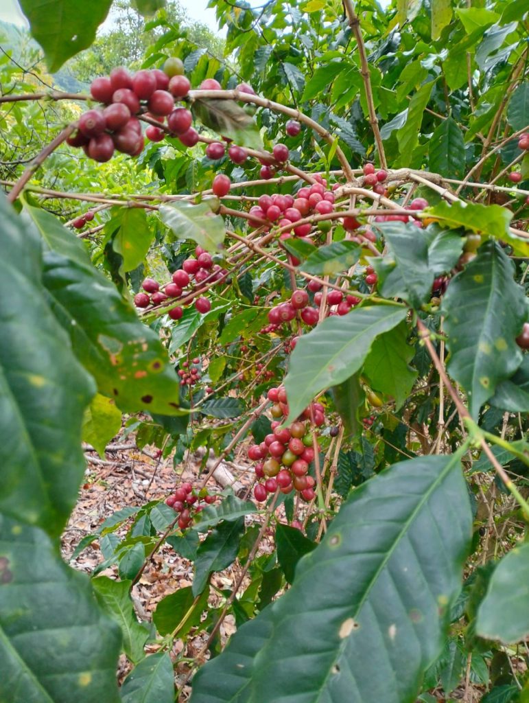 OTORGAN DENOMINACIÓN DE ORIGEN AL «CAFÉ NAYARIT»