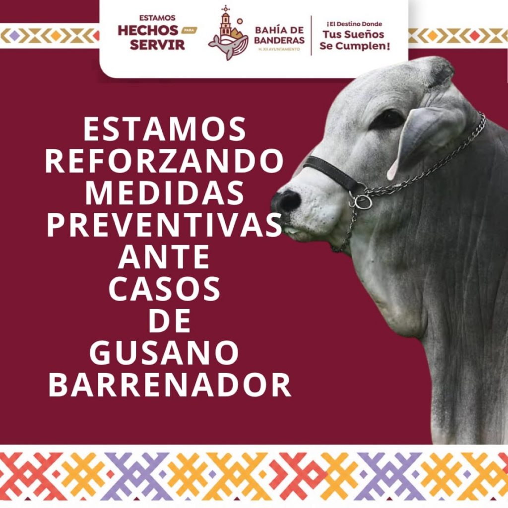 Gobierno de Bahía de Banderas refuerza medidas preventivas ante casos de gusano barrenador