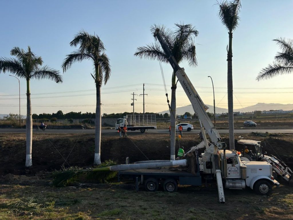 Evoluciona favorablemente el trasplante de palmeras en la avenida Jacarandas, en Tepic